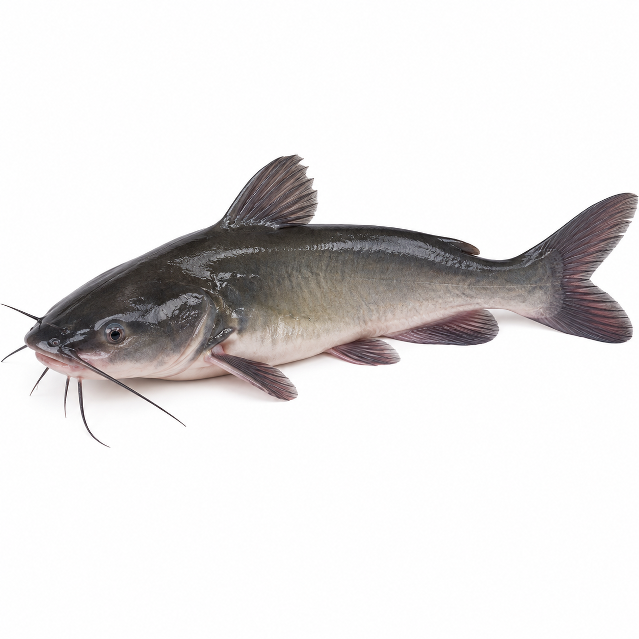 Catfish