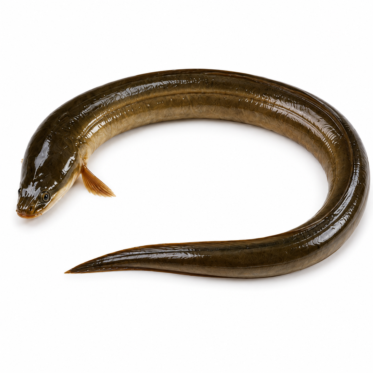 Live Freshwater Swamp Eel