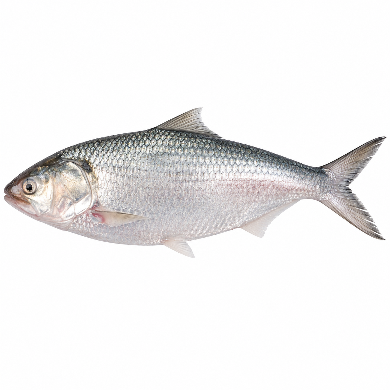 Hilsa