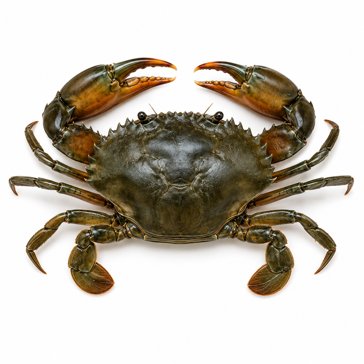 Mud Crab