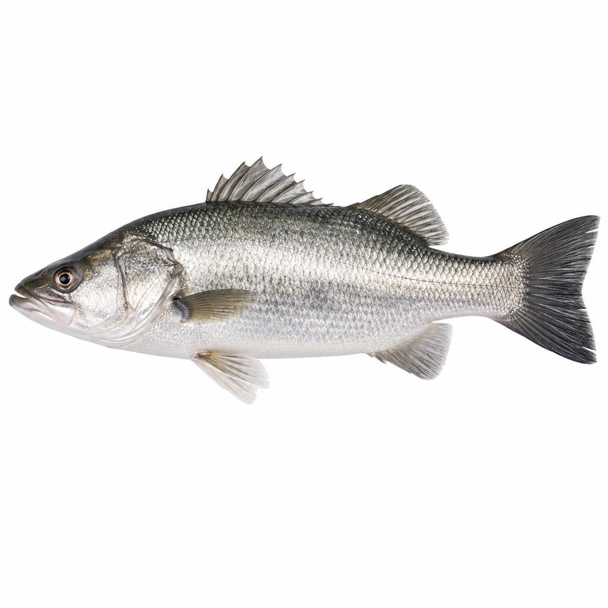 Asian Seabass