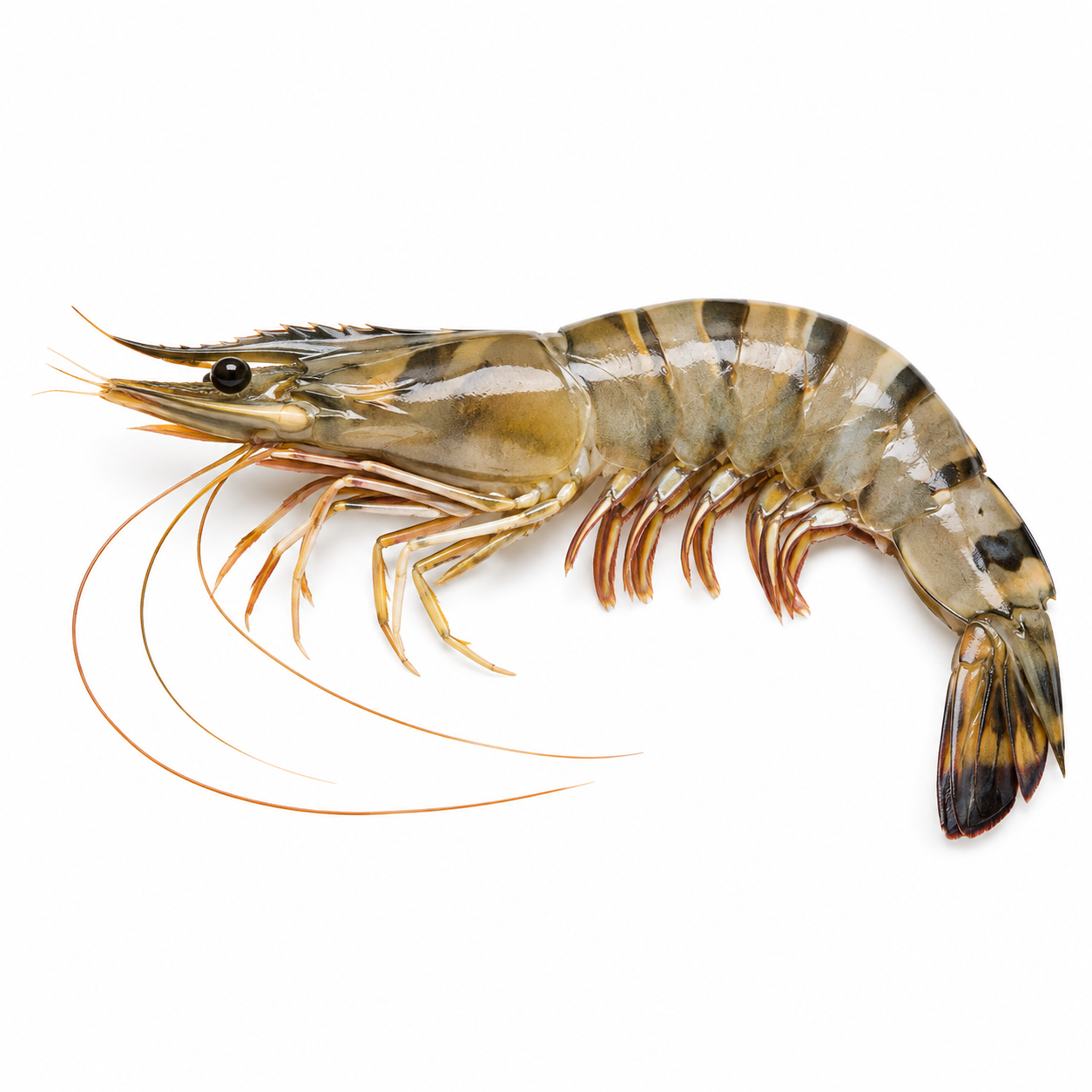 Tiger Shrimp